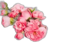 24K Collagen Rose Facial Oil by Ebony's Beauty Hair & Skin Care